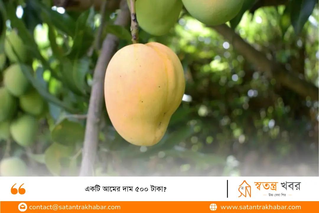 একটি আমের দাম ৫০০ টাকা? 