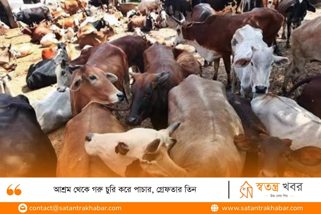 আশ্রম থেকে গরু চুরি করে পাচার, গ্রেফতার তিন