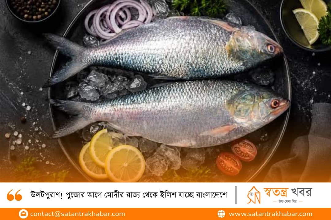 উলটপুরাণ! পুজোর আগে মোদীর রাজ্য থেকে ইলিশ যাচ্ছে বাংলাদেশে
