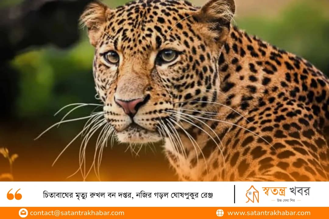 চিতাবাঘের মৃত্যু রুখল বন দপ্তর, নজির গড়ল ঘোষপুকুর রেঞ্জ