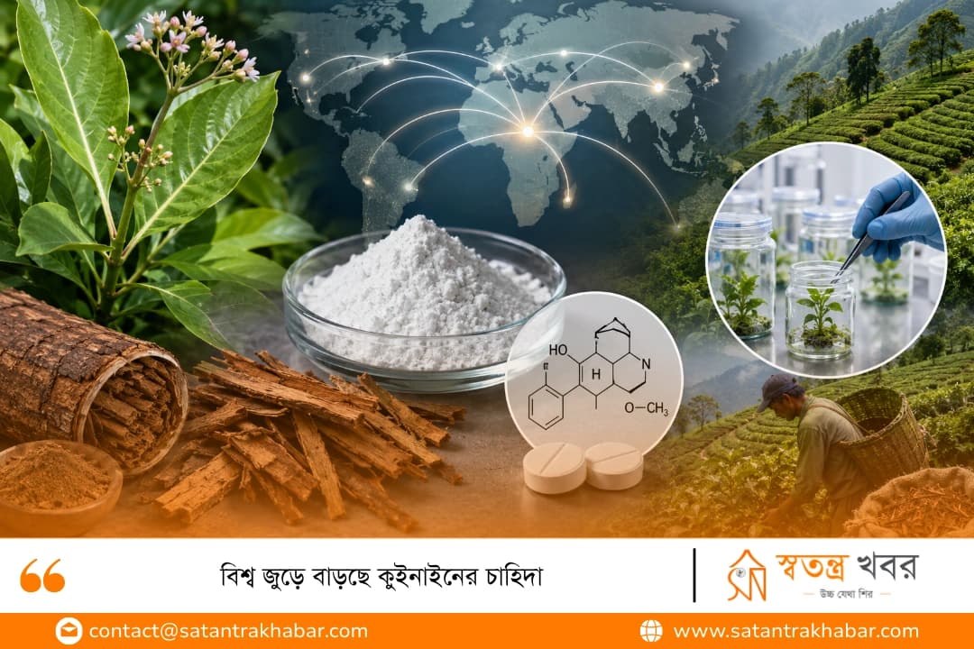 বিশ্ব জুড়ে বাড়ছে কুইনাইনের চাহিদা