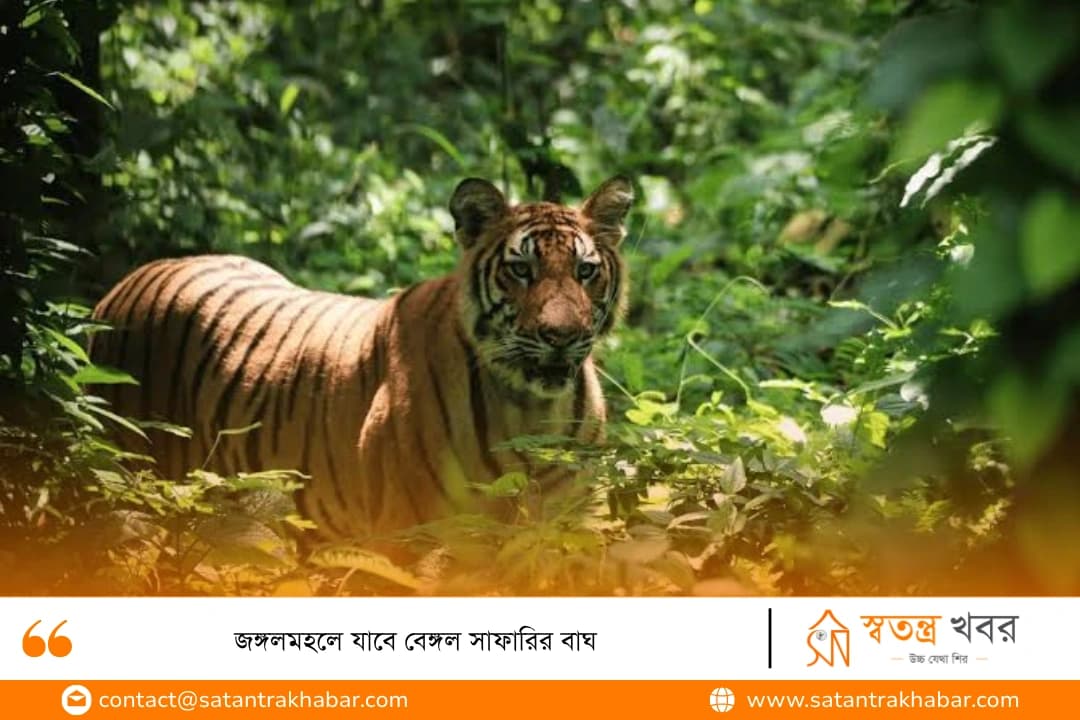 জঙ্গলমহলে যাবে বেঙ্গল সাফারির বাঘ