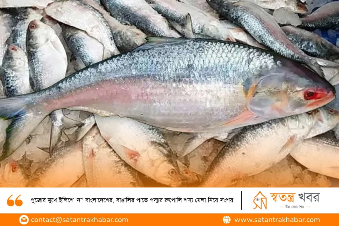 পুজোর মুখে ইলিশে ‘না’ বাংলাদেশের, বাঙালির পাতে পদ্মার রুপোলি শস্য মেলা নিয়ে সংশয়