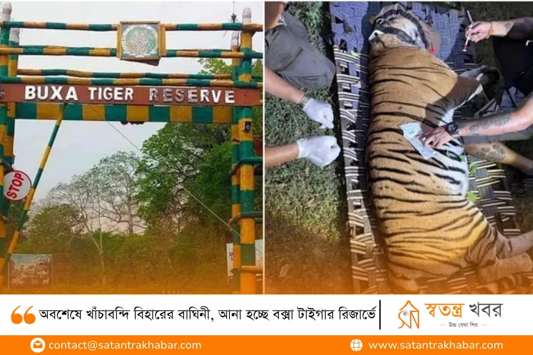অবশেষে খাঁচাবন্দি বিহারের বাঘিনী, আনা হচ্ছে বক্সা টাইগার রিজার্ভে